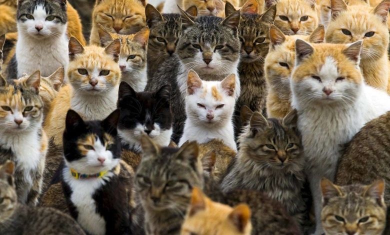 گربه‌ها احتمالاً فکر می‌کنند مردان شنونده‌های خوبی نیستند