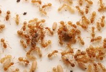 یک نوع مورچه انگلی، کارگران کلنی رقیب را فریب می‌دهد تا مادر خودشان را بکشند