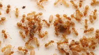 یک نوع مورچه انگلی، کارگران کلنی رقیب را فریب می‌دهد تا مادر خودشان را بکشند