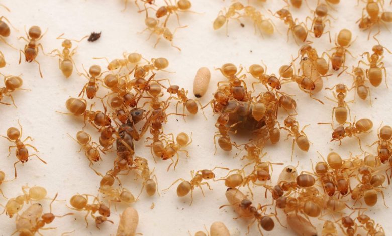 یک نوع مورچه انگلی، کارگران کلنی رقیب را فریب می‌دهد تا مادر خودشان را بکشند