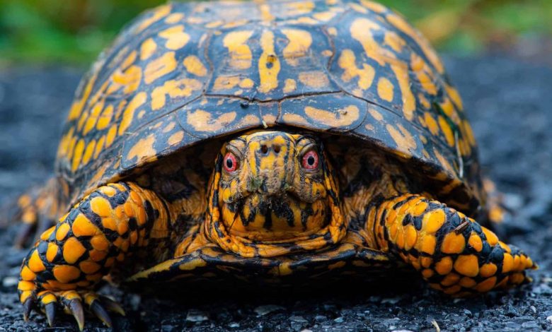 آیا لاک‌پشت‌ها می‌توانند سرشان را کامل درون لاکشان فروببرند؟