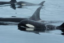 اتحاد غیرمنتظره در اقیانوس: نهنگ قاتل و دلفین با همکاری یکدیگر ماهی شکار می‌کنند