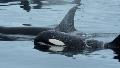اتحاد غیرمنتظره در اقیانوس: نهنگ قاتل و دلفین با همکاری یکدیگر ماهی شکار می‌کنند