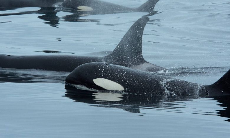 اتحاد غیرمنتظره در اقیانوس: نهنگ قاتل و دلفین با همکاری یکدیگر ماهی شکار میکنند