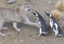 احیای پوما در پاتاگونیا نتیجه‌ای غیرمنتظره داشت؛ حالا پنگوئن‌ها درمعرض تهدید قرار گرفته‌اند