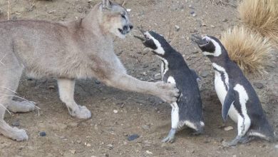 احیای پوما در پاتاگونیا نتیجه‌ای غیرمنتظره داشت؛ حالا پنگوئن‌ها درمعرض تهدید قرار گرفته‌اند
