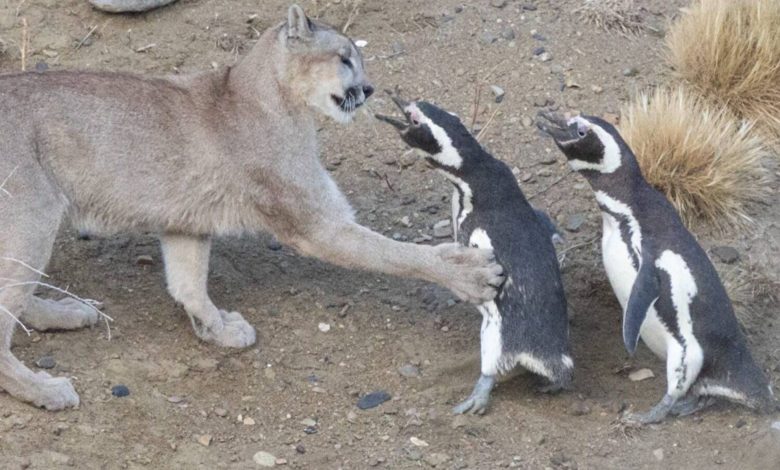 احیای پوما در پاتاگونیا نتیجه‌ای غیرمنتظره داشت؛ حالا پنگوئن‌ها درمعرض تهدید قرار گرفته‌اند