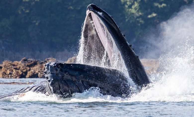 افسانه نهنگ آدم‌خوار؛ آیا غول‌های دریا واقعاً تا‌کنون انسانی را بلعیده‌اند؟