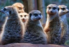 انسان‌ها در مقایسه با سایر پستانداران، چقدر به همسرانشان وفادار هستند؟