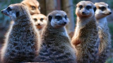 انسانها در مقایسه با سایر پستانداران، چقدر به همسرانشان وفادار هستند؟