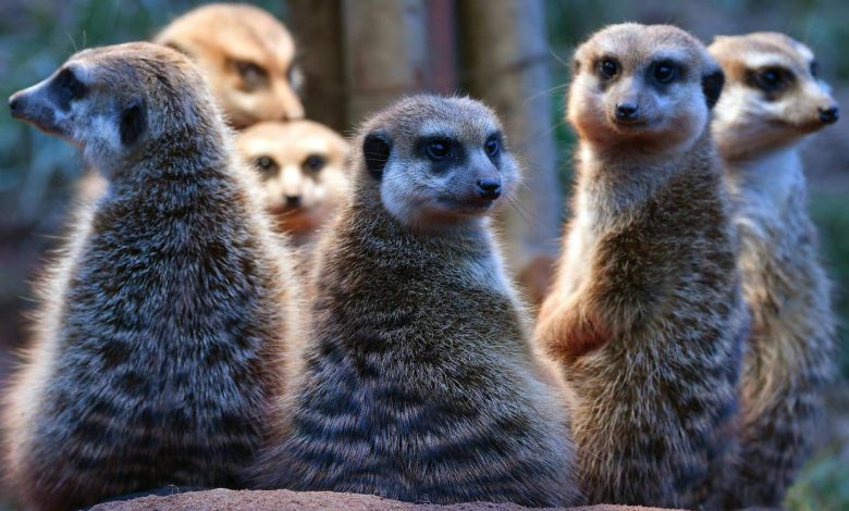 انسان‌ها در مقایسه با سایر پستانداران، چقدر به همسرانشان وفادار هستند؟