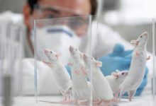 اگر موش‌های آزمایشگاهی را در طبیعت قرار دهیم، چه اتفاقی می‌افتد؟