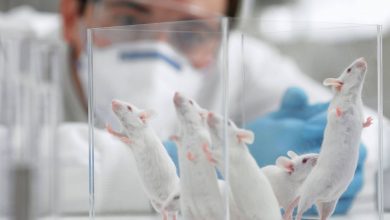 اگر موش‌های آزمایشگاهی را در طبیعت قرار دهیم، چه اتفاقی می‌افتد؟