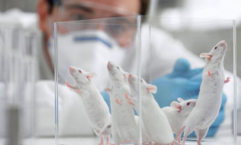 اگر موش‌های آزمایشگاهی را در طبیعت قرار دهیم، چه اتفاقی می‌افتد؟