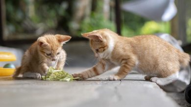 بازنویسی تاریخ گربه‌ها؛ دوستان پشمالوی ما بسیار دیرتر از تصور قبل اهلی شدند