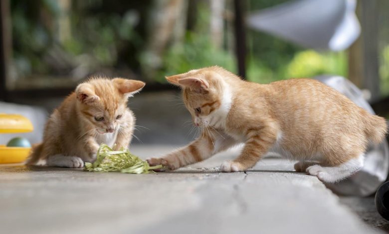 بازنویسی تاریخ گربهها؛ دوستان پشمالوی ما بسیار دیرتر از تصور قبل اهلی شدند