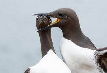 برندگان رقابت عکس‌های کمدی حیات وحش سال ۲۰۲۵ معرفی شدند