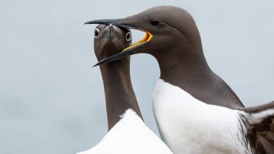 برندگان رقابت عکس‌های کمدی حیات وحش سال ۲۰۲۵ معرفی شدند