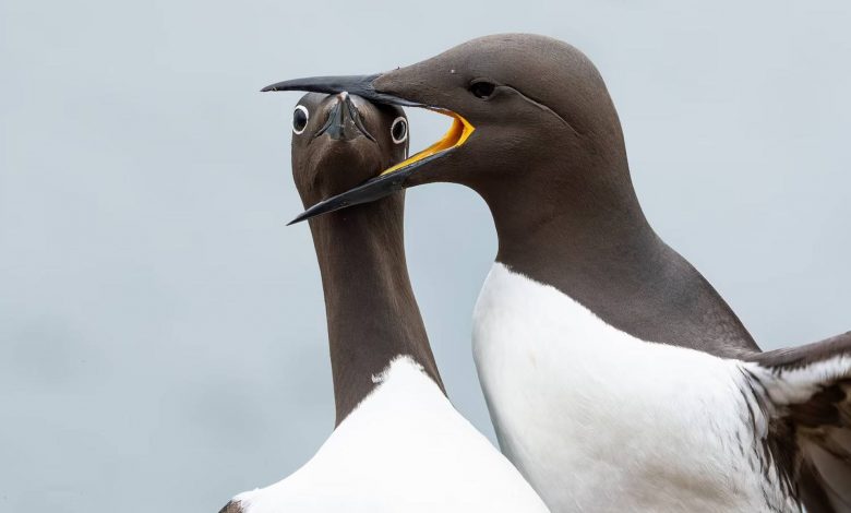 برندگان رقابت عکسهای کمدی حیات وحش سال ۲۰۲۵ معرفی شدند