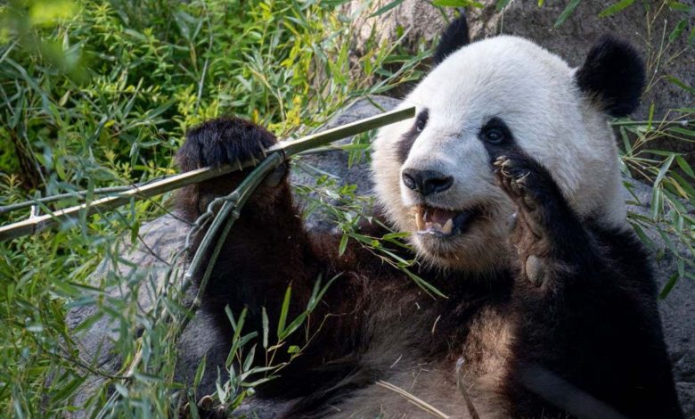 خرس‌های تنبل باهوش‌تر از تصور ما؛ برای نخستین‌بار استفاده پانداها از ابزار مشاهده شد