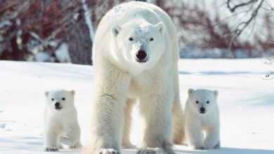 خرسهای قطبی ژنهای خود را برای سازگاری با دنیای گرمتر تغییر میدهند