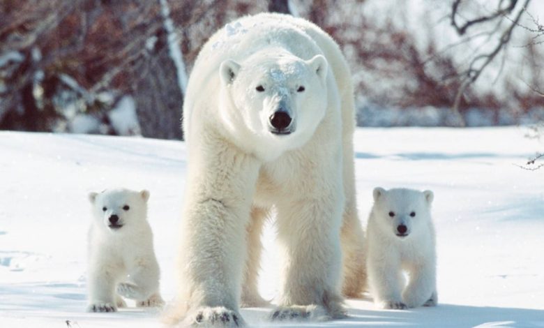 خرس‌های قطبی ژن‌های خود را برای سازگاری با دنیای گرم‌تر تغییر می‌دهند