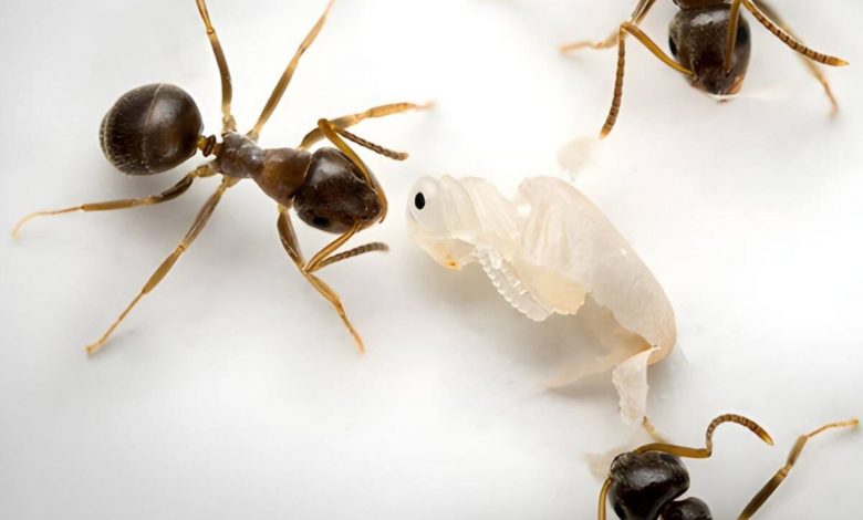 درخواست برای مرگ: فداکاری شگفتانگیز مورچههای جوان بیمار برای بقای کلنی