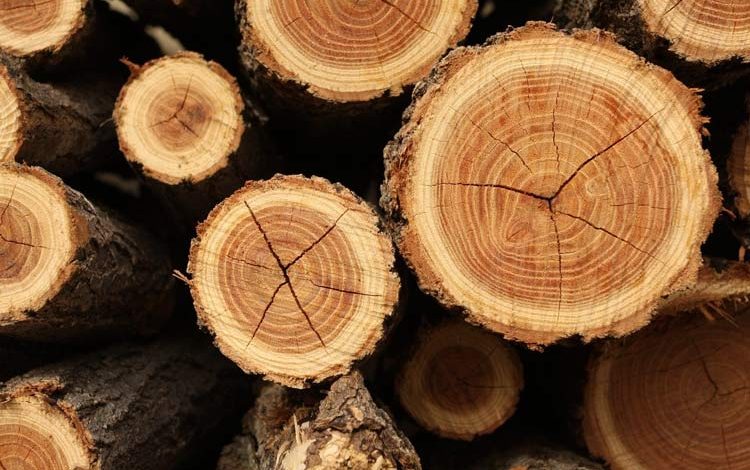 رازهای پنهان در دل درختان