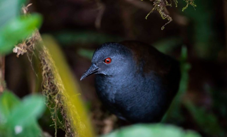 رستاخیز طبیعت: پرندگان گمشده پس از ۲۰۰ سال به گالاپاگوس بازگشته‌اند