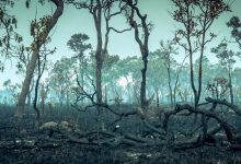 ریه‌های زمین در آستانه فروپاشی؛ جنگل آمازون به‌زودی گرفتار اقلیم فوق‌استوایی می‌شود