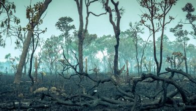 ریههای زمین در آستانه فروپاشی؛ جنگل آمازون بهزودی گرفتار اقلیم فوقاستوایی میشود