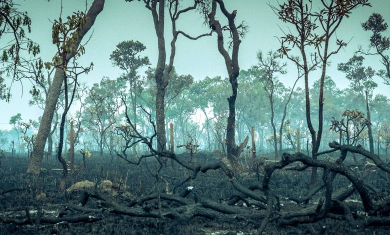 ریههای زمین در آستانه فروپاشی؛ جنگل آمازون بهزودی گرفتار اقلیم فوقاستوایی میشود