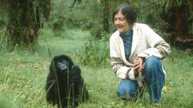 زندگی و مرگ دایان فوسی؛ دانشمند فداکاری که در راه نجات گوریل‌ها به قتل رسید