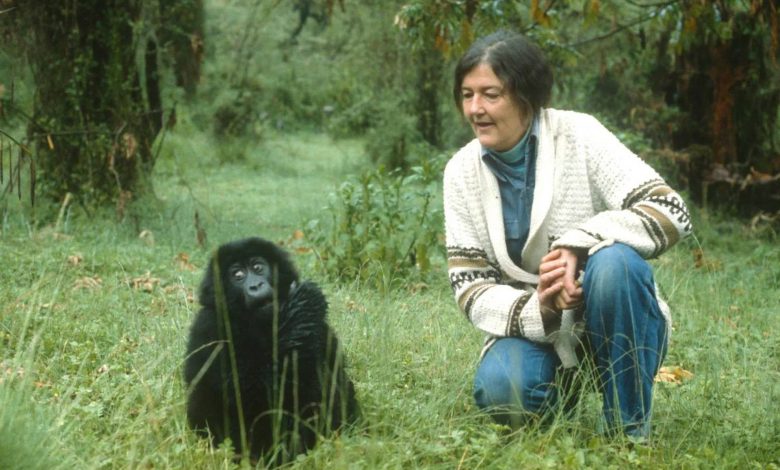 زندگی و مرگ دایان فوسی؛ دانشمند فداکاری که در راه نجات گوریل‌ها به قتل رسید
