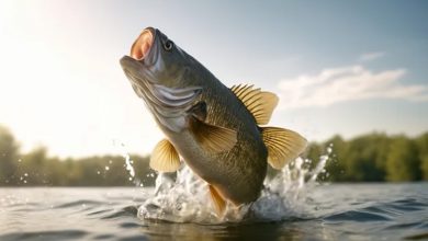 زنگ خطر برای دریاچه‌های آمریکا؛ چرا ماهی‌ها در حال کوچک‌تر شدن هستند؟