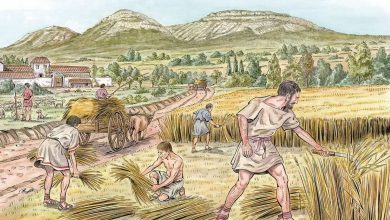 غلات قابل مالیات‌گذاری، راه را برای ایجاد دولت‌های اولیه هموار کردند