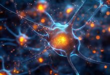 فراتر از نورون‌ها؛ کشف نوعی از سلول‌های ایمنی در مغز که اضطراب را کنترل می‌کنند