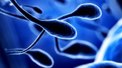 قدیمی‌تر از حیوانات: خاستگاه اسپرم به یک میلیارد سال قبل برمی‌گردد