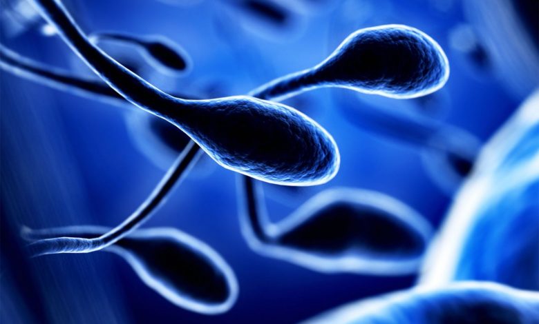 قدیمی‌تر از حیوانات: خاستگاه اسپرم به یک میلیارد سال قبل برمی‌گردد