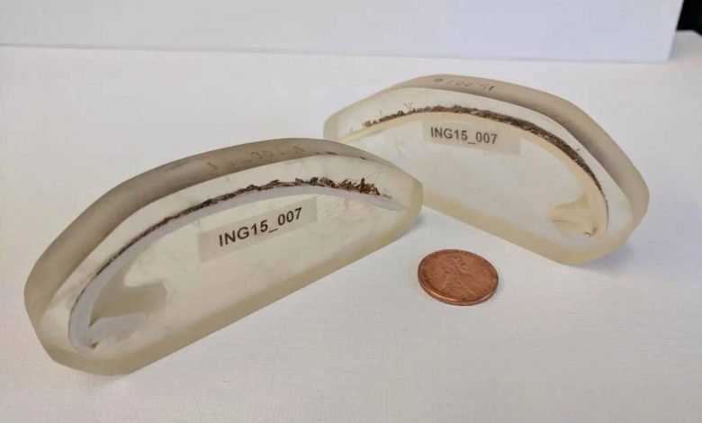 قدیمی‌ترین جانور منفرد دنیا ۵۰۷ سال عمر کرده بود؛ تا آنکه پژوهشگران به اشتباه آن را کشتند