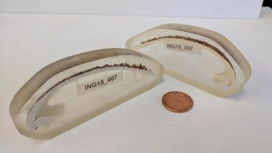 قدیمی‌ترین جانور منفرد دنیا ۵۰۷ سال عمر کرده بود؛ تا آنکه پژوهشگران به اشتباه آن را کشتند