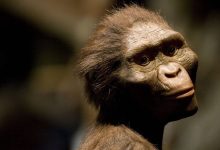 لوسی صاحب پای ۳٫۴ میلیون ساله در اتیوپی نیست؛ آیا انسان‌ها خویشاوند اولیه‌ای دیگر داشتند؟