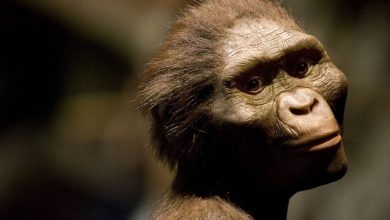 لوسی صاحب پای ۳٫۴ میلیون ساله در اتیوپی نیست؛ آیا انسان‌ها خویشاوند اولیه‌ای دیگر داشتند؟