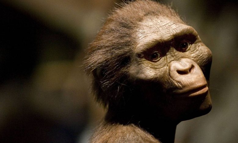 لوسی صاحب پای ۳٫۴ میلیون ساله در اتیوپی نیست؛ آیا انسان‌ها خویشاوند اولیه‌ای دیگر داشتند؟