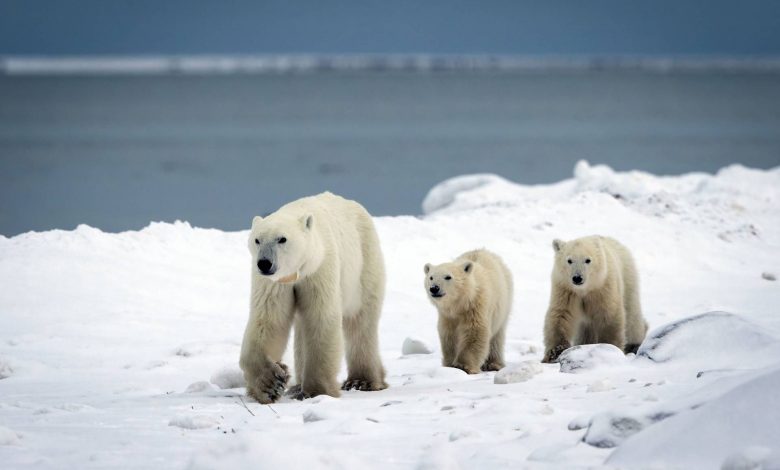 معجزه در سرزمین یخ؛ وقتی عشق مادری، خرس قطبی را به فرزندخواندگی وامی‌دارد