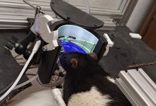 موش‌های گیمر حالا در بازی Doom به دشمنان شلیک می‌کنند!