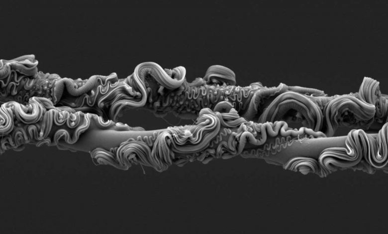 نمای باورنکردنی از تار عنکبوت برنده مسابقه عکاسی انجمن سلطنتی ۲۰۲۵ شد