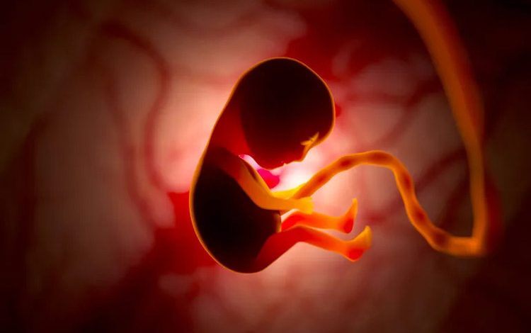 هوش مصنوعی دقت تشخیص مشکلات قلب جنین را افزایش میدهد