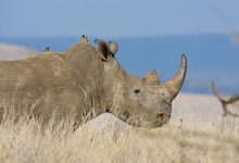 وقتی دشمن فرشته نجات می‌شود؛ چرا کرگدن‌ها به پرندگان خون‌خوار سواری می‌دهند؟