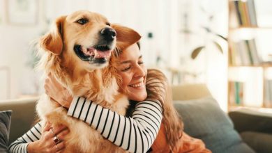 چرا سگ‌های گلدن رتریور مثل ما رفتار می‌کنند؟ پاسخ در ژن‌های مشترک نهفته است